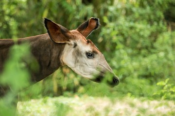 Okapi (Okapia johnstoni), forest giraffe or zebra giraffe, artiodactyl mammal native to jungle or...