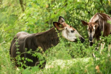 Okapi (Okapia johnstoni), forest giraffe or zebra giraffe, artiodactyl mammal native to jungle or tropical forest, Congo, Central Africa, beautiful animal with white stripes in green leaves, portrait