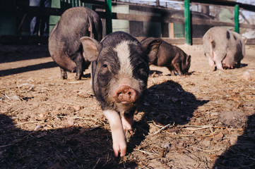 Portrait pig outdoor on hay and straw at farm in the village waiting for food. Chinese New Year...