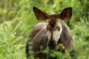 Okapi (Okapia johnstoni), forest giraffe or zebra giraffe, artiodactyl mammal native to jungle or...