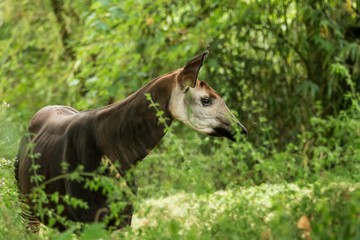 Naklejka premium Okapi (Okapia johnstoni), forest giraffe or zebra giraffe, artiodactyl mammal native to jungle or tropical forest, Congo, Central Africa, beautiful animal with white stripes in green leaves, portrait