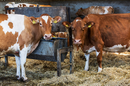 Two Guernsey cows standing in a barn, feeding on hay, looking at camera.