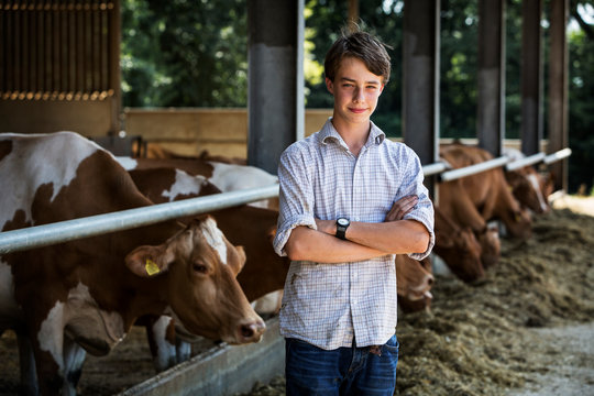 Young man standing in a barn with row of Guernsey cows feeding.