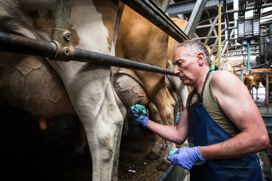Man wearing apron standing in a milking shed, cleaning udder of  Guernsey cow prior to milking.