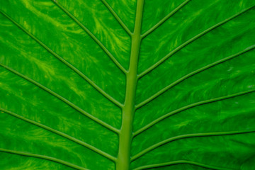 Fototapeta premium texture of green leaf