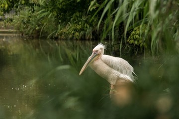 Pelican Pelecanus onocrotalus at the zoo, solo pelican grooming its feathers, beautiful pinkish bird near pond, water bird in its enviroment, close up portrait, aquatic bird with big beak