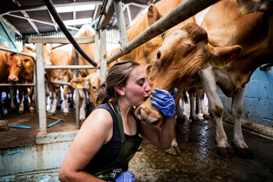 Young woman wearing apron standing in a milking shed kissing Guernsey cow on the head.