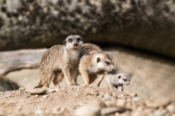 The meerkat or suricate (Suricata suricatta) is a small carnivoran, meercat family searching for food on sand dune, family of small cute african mammals, scene from Africa