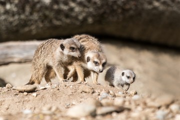 Naklejka na ściany i meble The meerkat or suricate (Suricata suricatta) is a small carnivoran, meercat family searching for food on sand dune, family of small cute african mammals, scene from Africa