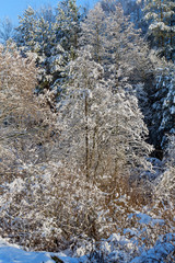 winter tree background. Belarusian winter landscape. Beginning of winter.