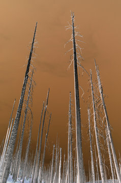 Fire damaged trees in the forest of the Norse Peak Fire, near Mount Rainier National Park, Washington 