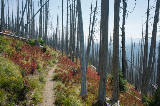 Pacific Crest Trail, the track through fire damaged forest in autumn, near Mount Rainer National Park, Washington