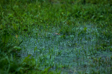 Summer rain. Rain drops in meadow.