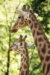 The giraffe (Giraffa camelopardalis), African even-toed ungulate mammal, the tallest of all extant...