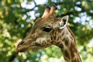 The giraffe (Giraffa camelopardalis), African even-toed ungulate mammal, the tallest of all extant...
