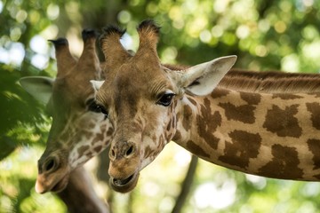 The giraffe (Giraffa camelopardalis), African even-toed ungulate mammal, the tallest of all extant land-living animal species, portrait of beautiful animal with green leaves in background