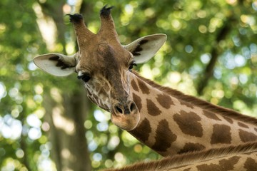 The giraffe (Giraffa camelopardalis), African even-toed ungulate mammal, the tallest of all extant land-living animal species, portrait of beautiful animal with green leaves in background