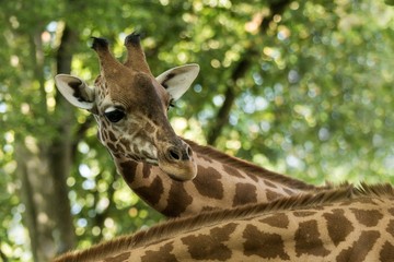 The giraffe (Giraffa camelopardalis), African even-toed ungulate mammal, the tallest of all extant land-living animal species, portrait of beautiful animal with green leaves in background