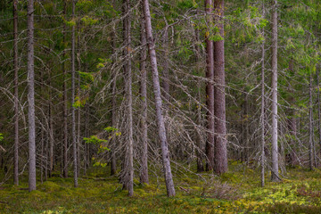 Fototapeta premium Coniferous forest. Spruce and pine trees.