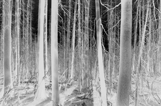 Black and white inverted image of one year old Norse Peak forest fire, near Mt. Rainier National Park (along Section I of the Pacific Crest Trail, from Snoqualmie Pass to White Pass).