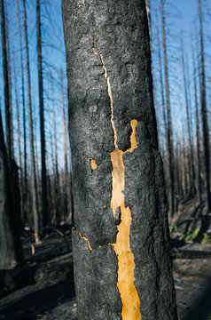 Detail of burned tree and forest from the Norse Peak fire, near Mt. Rainier National Park, Washington