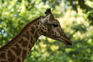 The giraffe (Giraffa camelopardalis), African even-toed ungulate mammal, the tallest of all extant land-living animal species, portrait of beautiful animal with green leaves in background