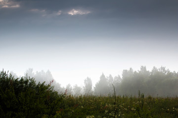 Landscape with mist on the field.