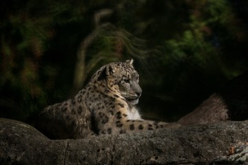 Fototapeta na wymiar A Himalayan snow leopard (Panthera uncia) lounges on a rock, beautiful irbis in captivity at the zoo, National Heritage Animal of Afghanistan and Pakistan, elegant cat having rest on the stone