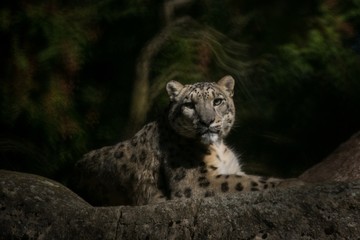 A Himalayan snow leopard (Panthera uncia) lounges on a rock, beautiful irbis in captivity at the zoo, National Heritage Animal of Afghanistan and Pakistan, elegant cat having rest on the stone