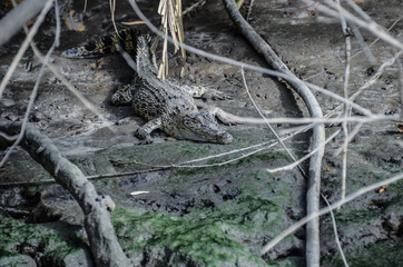 Salzwasser Krokodil in Australien