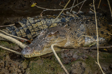 Salzwasser Krokodil in Australien