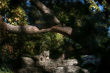 A Himalayan snow leopard (Panthera uncia) lounges on a rock, beautiful irbis in captivity at the zoo, National Heritage Animal of Afghanistan and Pakistan, elegant cat having rest on the stone