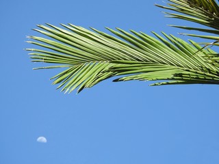 Close-up of palm leaves. In the background, a clear blue sky and a blurred moon. Sunny day. Tropical summer. Luminosity and joy.