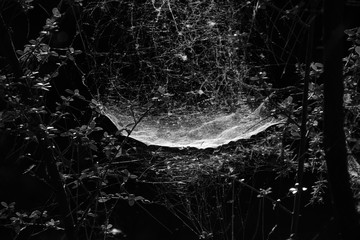 spider web dark forest - Powered by Adobe