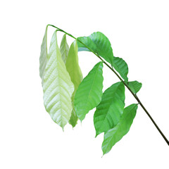 New Branch with Fresh Young Green Leaves of Cacao Tree, Theobroma cacao L. Isolated on White Background