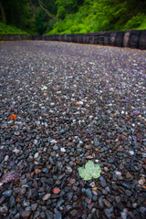 Single fallen leaf on gravel path