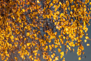 Rideau des feuilles d'or du bouleau en automne