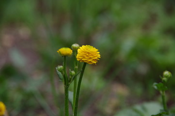 Beautiful yellow flower