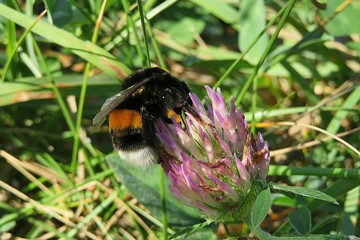 Bumblebee on a clover flower in the meadow, closeup 
