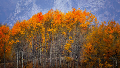 Fototapeta premium Trees in fall colors, Grand Teton National Park