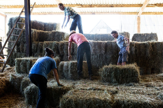 Farmers stacking hay bales in a barn.