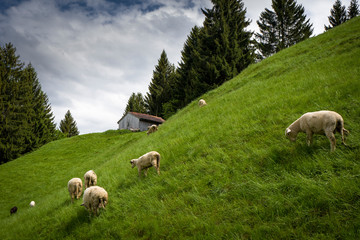 Schweizer Alpen Tiere