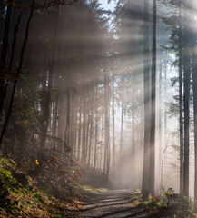 Chemin forestier traversant une forêt de sapin dans le brouillard - obrazy, fototapety, plakaty