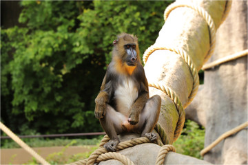A Mandrillus sphinx sitting on the trunk and showing us his penis. A sexaul organ of monkey. He is sexual active. Monkey looking on some monkey females.