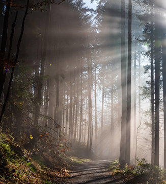Chemin forestier traversant une for&ecirc;t de sapin dans le brouillard