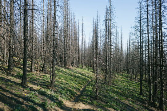 Fire damaged trees in the forest of the Norse Peak Fire, near Mount Rainier National Park, Washington 