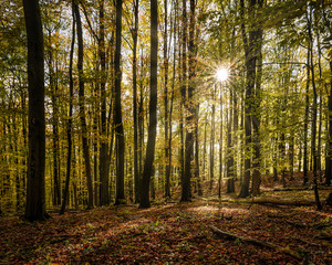 Natürlicher Laubwald im Herbst