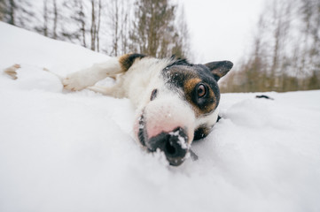 Closeup funny portrait of lovely puppy playing with snow. Purebred dog sliding her muzzle  into...