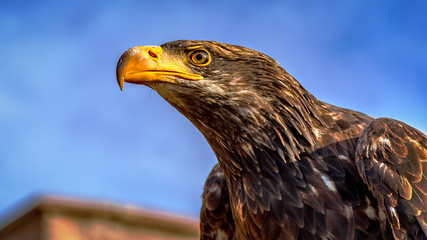 Greifvogel