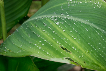 Obraz premium Leaf of a palm tree in rain drops